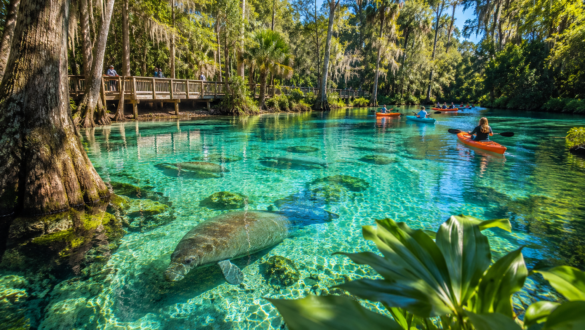 Crystal-clear Florida spring with kayakers paddling above manatees in turquoise water surrounded by cypress trees and lush forest near St. Augustine