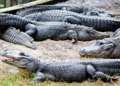 St. Augustine Alligator Farm Zoological Park